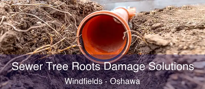  Sewer Tree Roots Damage Solutions Windfields - Oshawa